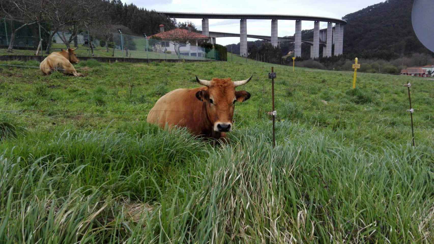 Una vaca pasta al lado del viaducto en el que más suicidios se registran en Toda Asturias
