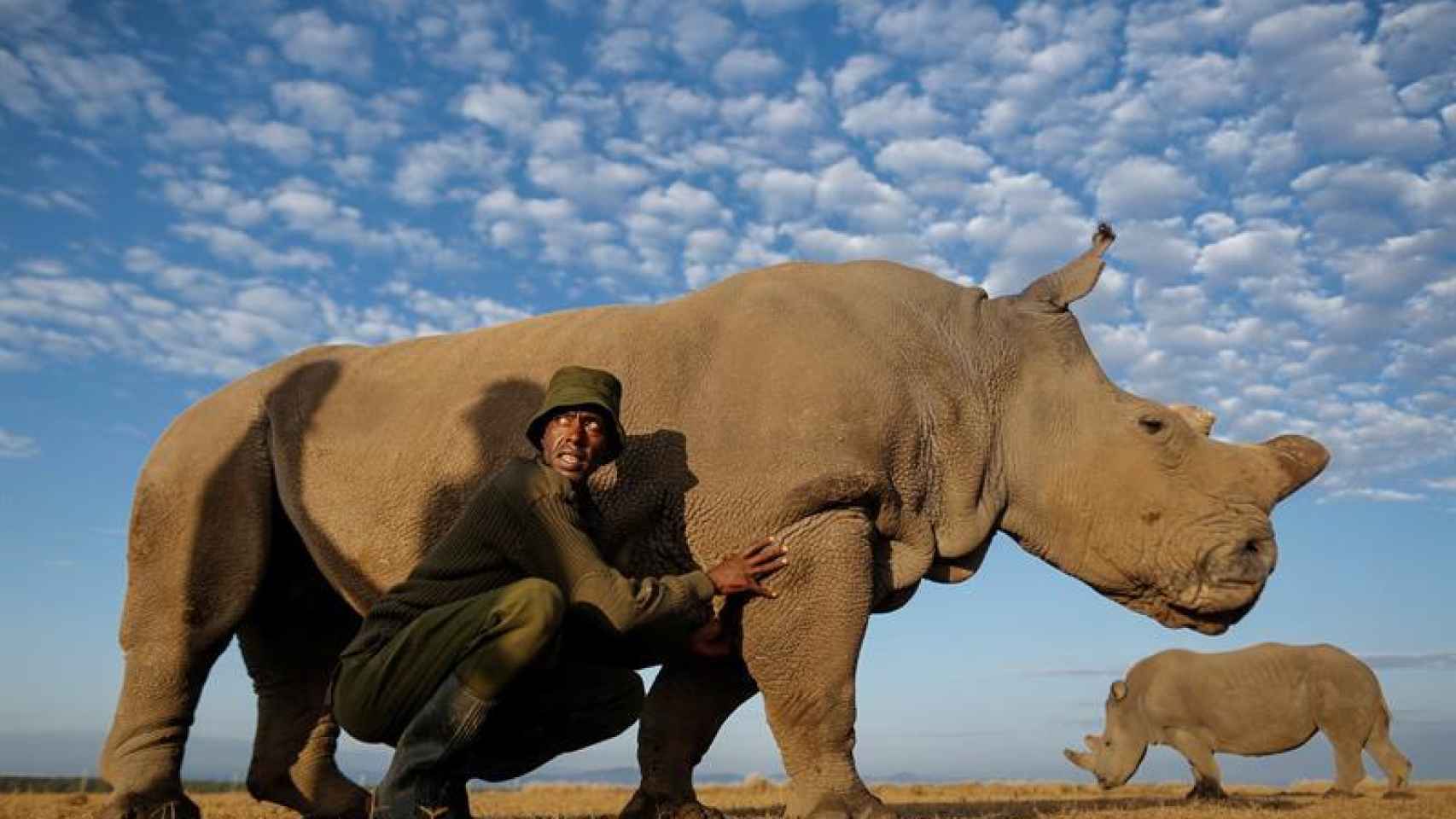 Fotografía de archivo del último rinoceronte blanco, Sudán