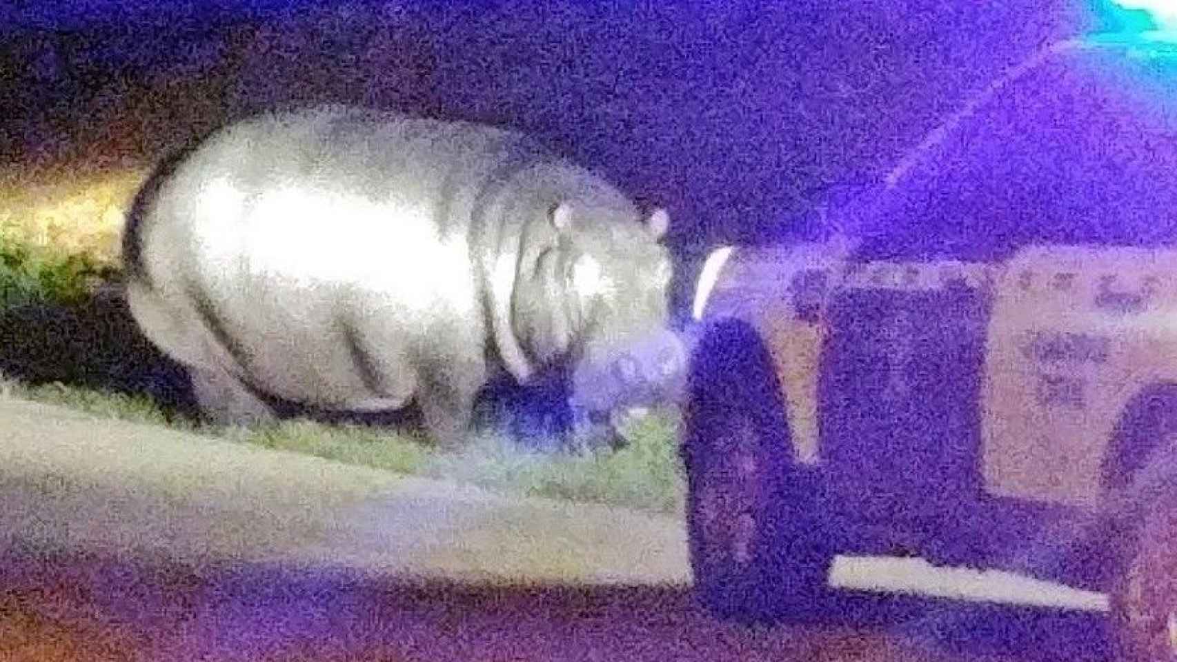 Imagen del hipopótamo difundida por la Guardia Civil.