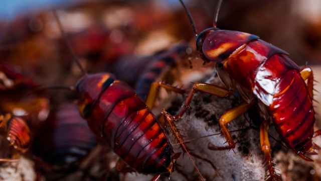 La cucaracha americana es de un color rojizo y puede llegar a medir hasta 40 milímetros. / Sheng Li.
