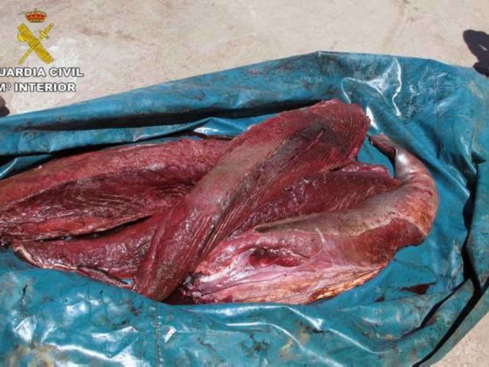 Carne de atún rojo capturado ilegalmente aprehendida por la Guardia Civil.