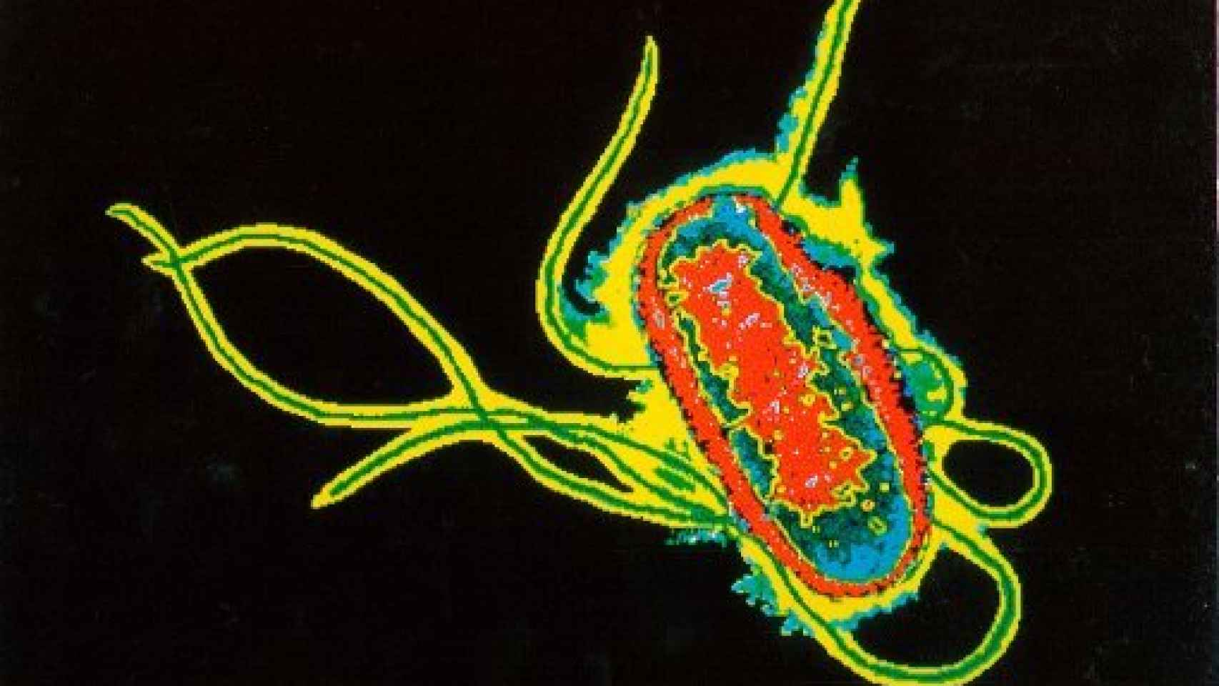 Image: De las bacterias a la gripe española