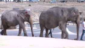 Una manada de elefantes sueltos tras un accidente obliga a cortar la A-30
