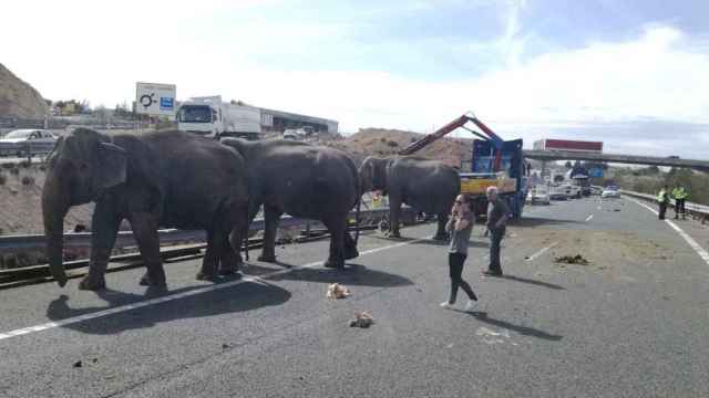 Los elefantes, deambulando por la autovía.