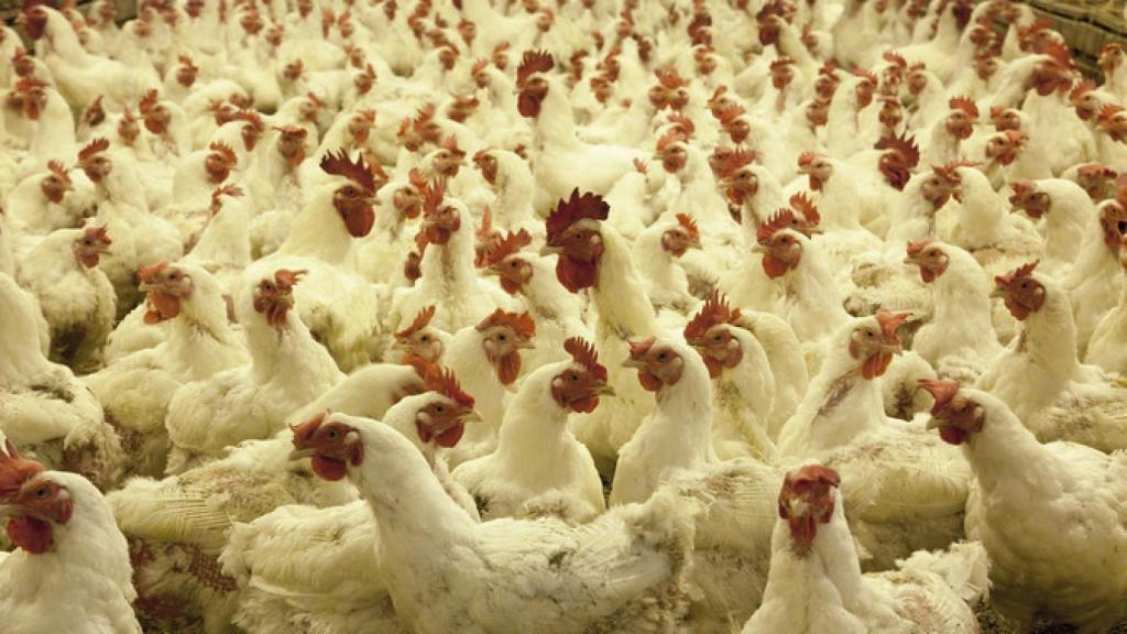 En España ha aumentado el número de animales alojados en jaulas.