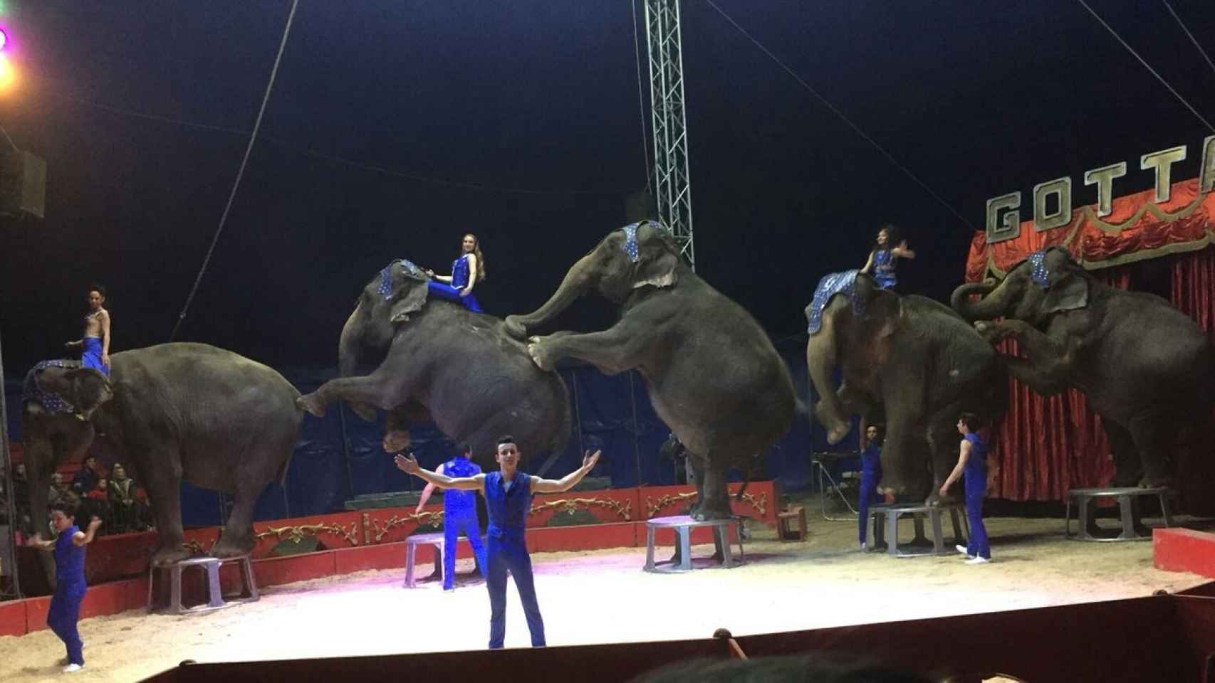 Las cinco elefantas, en su última actuación antes del accidente.