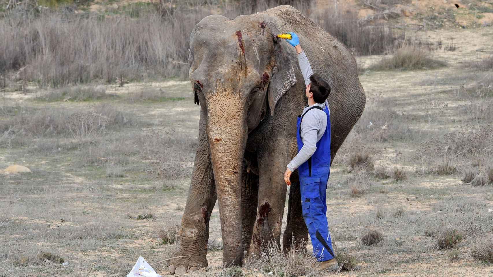 Una de las elefantas supervivientes.