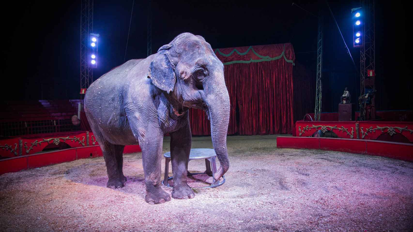 Una de las elefantas del circo Gottani en plena acción.