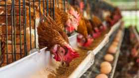 En España el 93% de las gallinas ponedoras viven enjauladas.