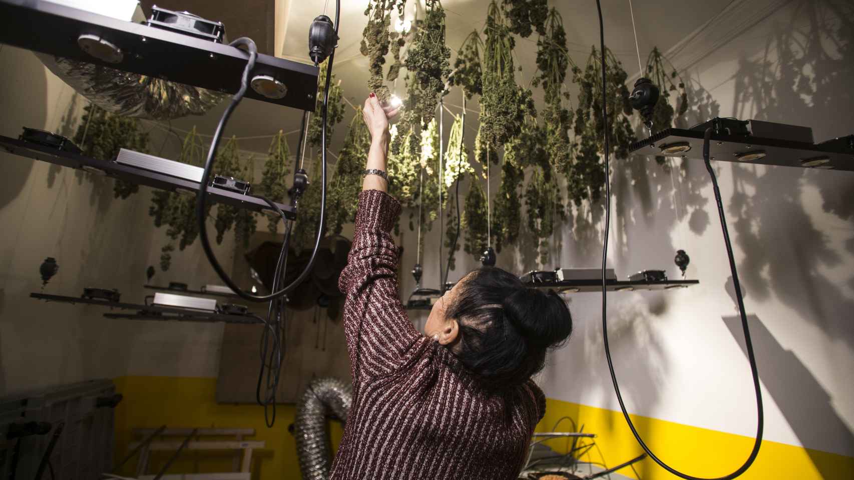 Fernanda (nombre ficticio) revisa la marihuana que cultiva en su piso.
