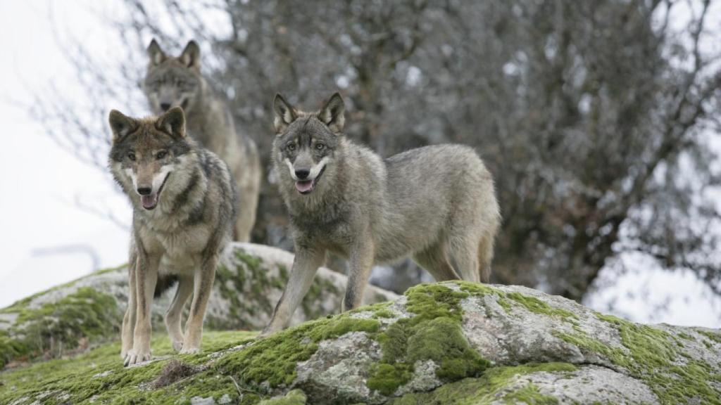 Admitido a trámite el recurso del Gobierno contra la Ley de Caza de  Castilla y León por el lobo