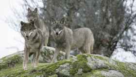 Una manada de lobos ibéricos.