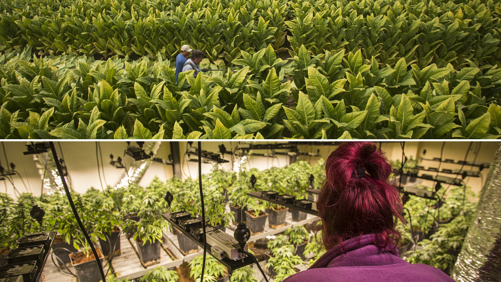 Arriba, una plantación de tabaco en Alhendín; abajo, otra ilegal de marihuana en Granada.