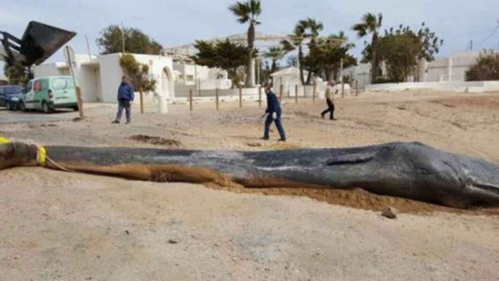 El cachalote que murió en Cabo de Palos tras haber ingerido kilos de plástico.