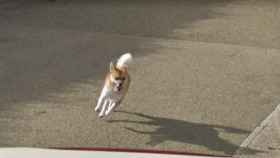 Este perro se pone a perseguir el coche de Google Maps y enamora a todos