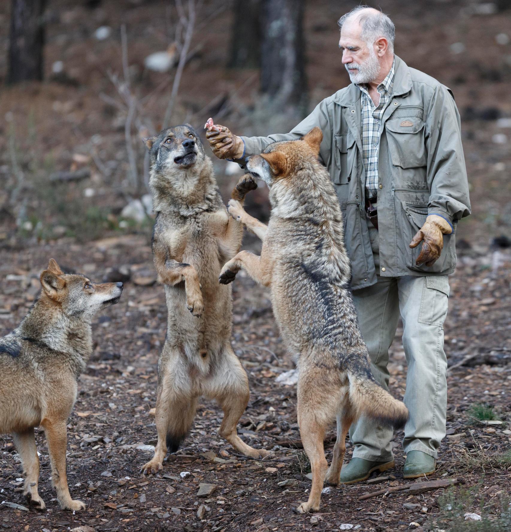 Aquí se esconde el único santuario del lobo ibérico en España