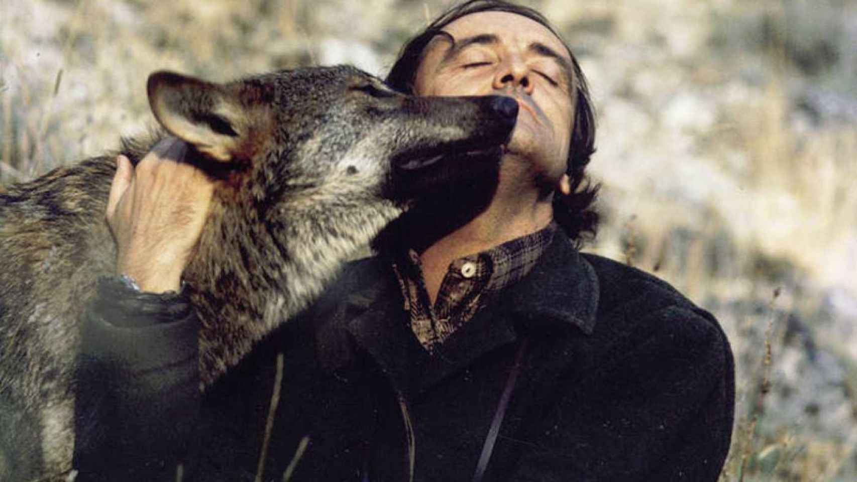 Lobo: El duro dilema del lobo ibérico: cómo ser pieza de caza mayor evitó  su extinción