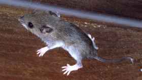 Así son los ratones superinfecciosos de Nueva York: llenos de virus desconocidos