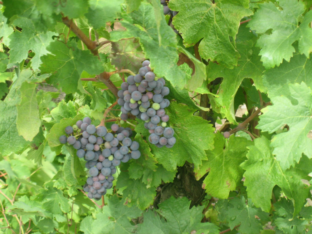 Carmenere_grapes