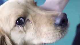 Las 'lágrimas' de la perrita podrían deberse al control óptico que le hicieron los veterinarios.