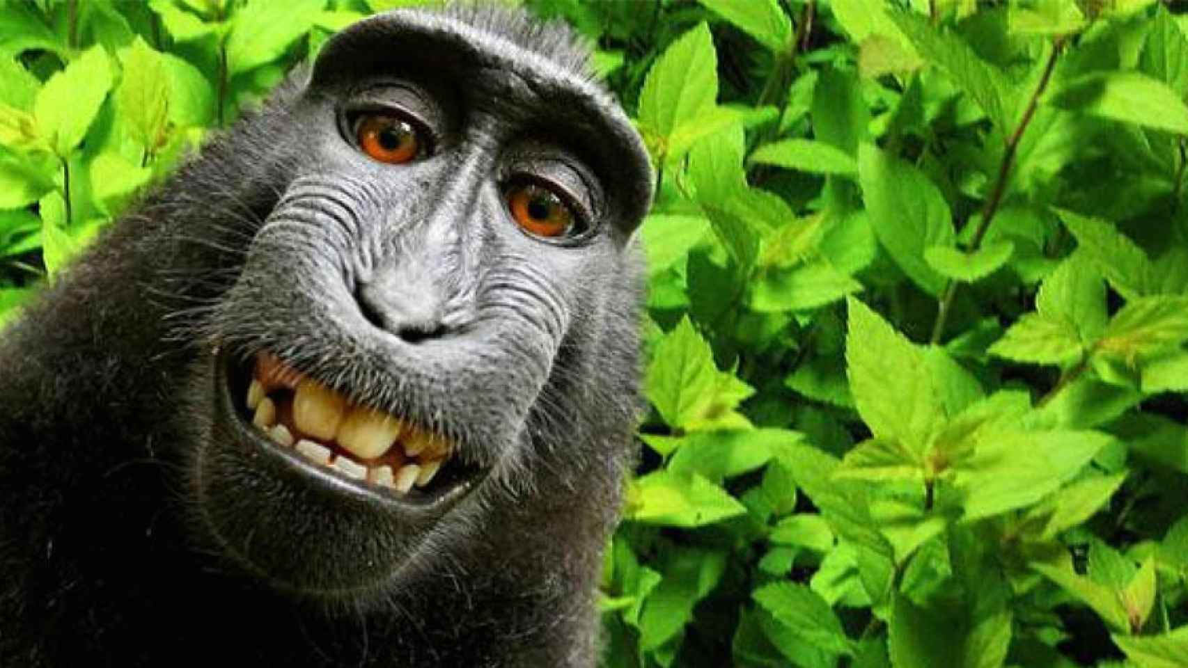 macaco naruto selfie