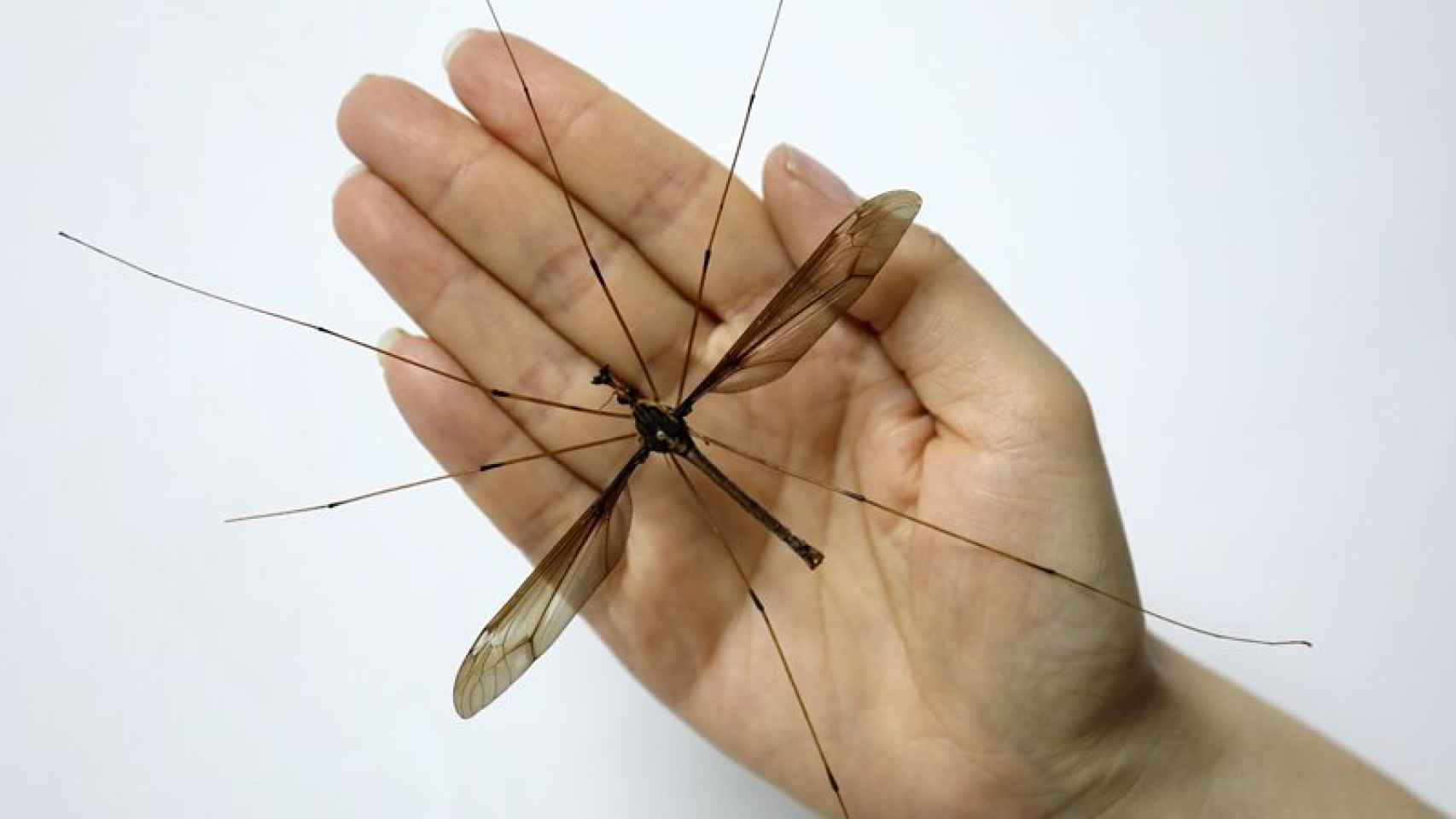 El mosquito holorusia mikado que mide más de once centímetros.