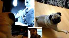 El hombre enseñaba al perro vídeos de Hitler.
