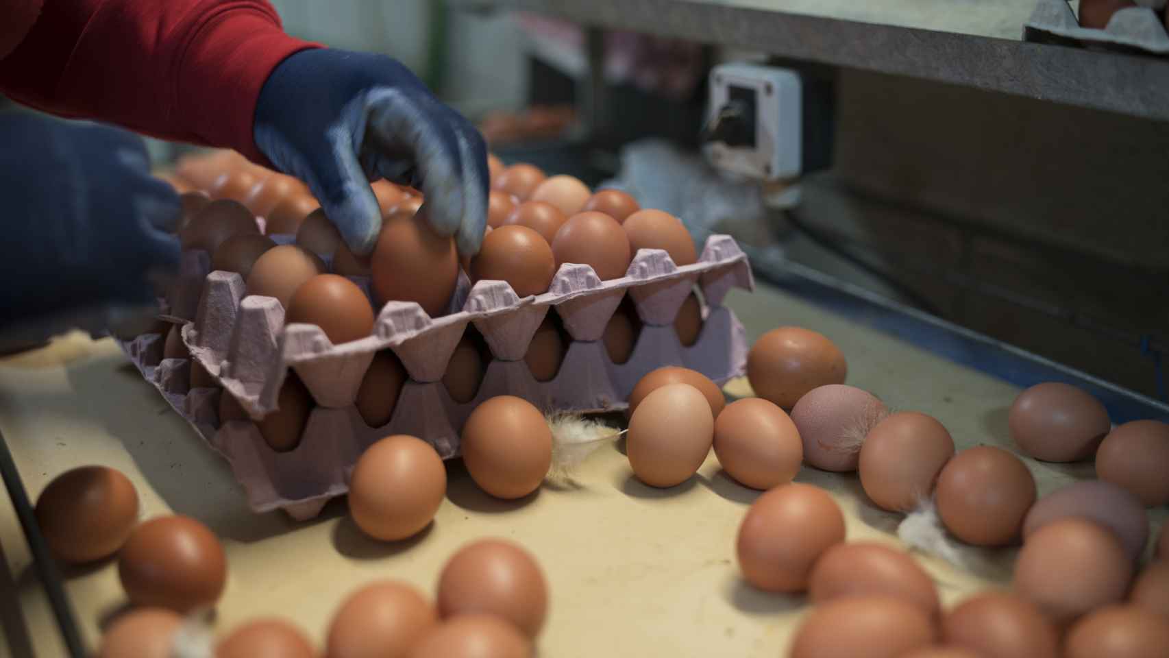 En los sistemas de producción 3, 2 y 1 la alimentación es la misma y la calidad del huevo no cambia