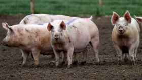 Unos cerdos en una granja.