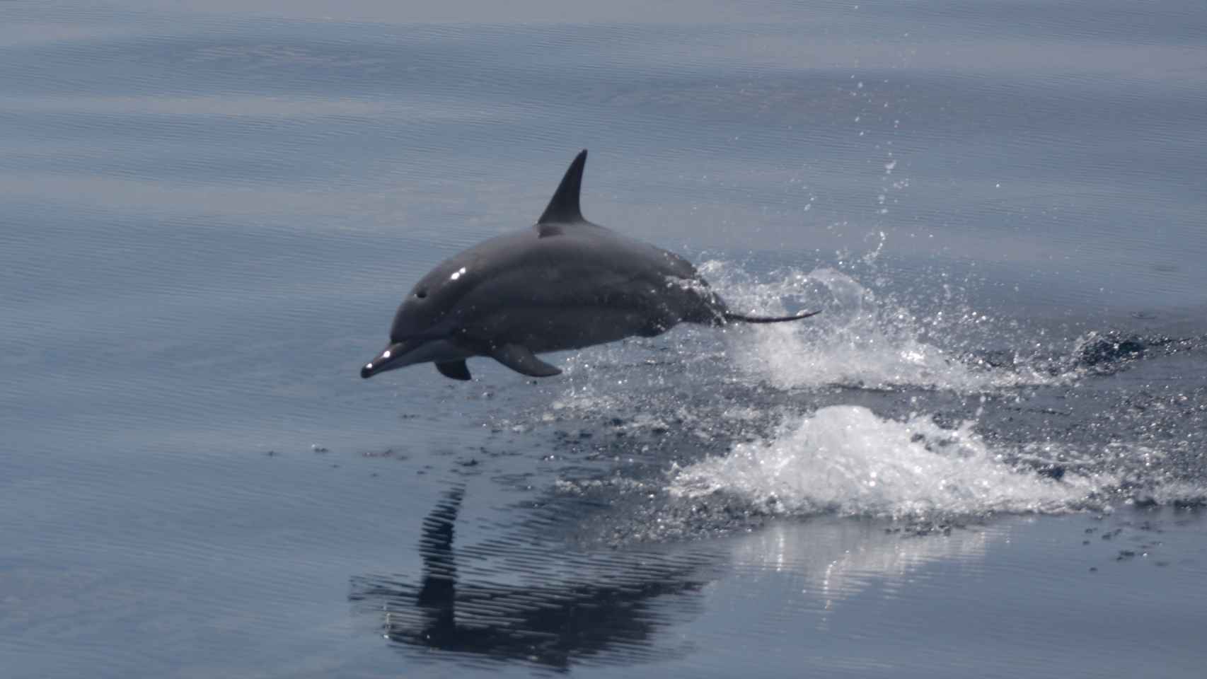 Delfín girador [Stenella longirostris].