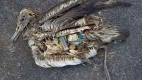 Un albatros muerto tras ingerir distintos productos de plástico.