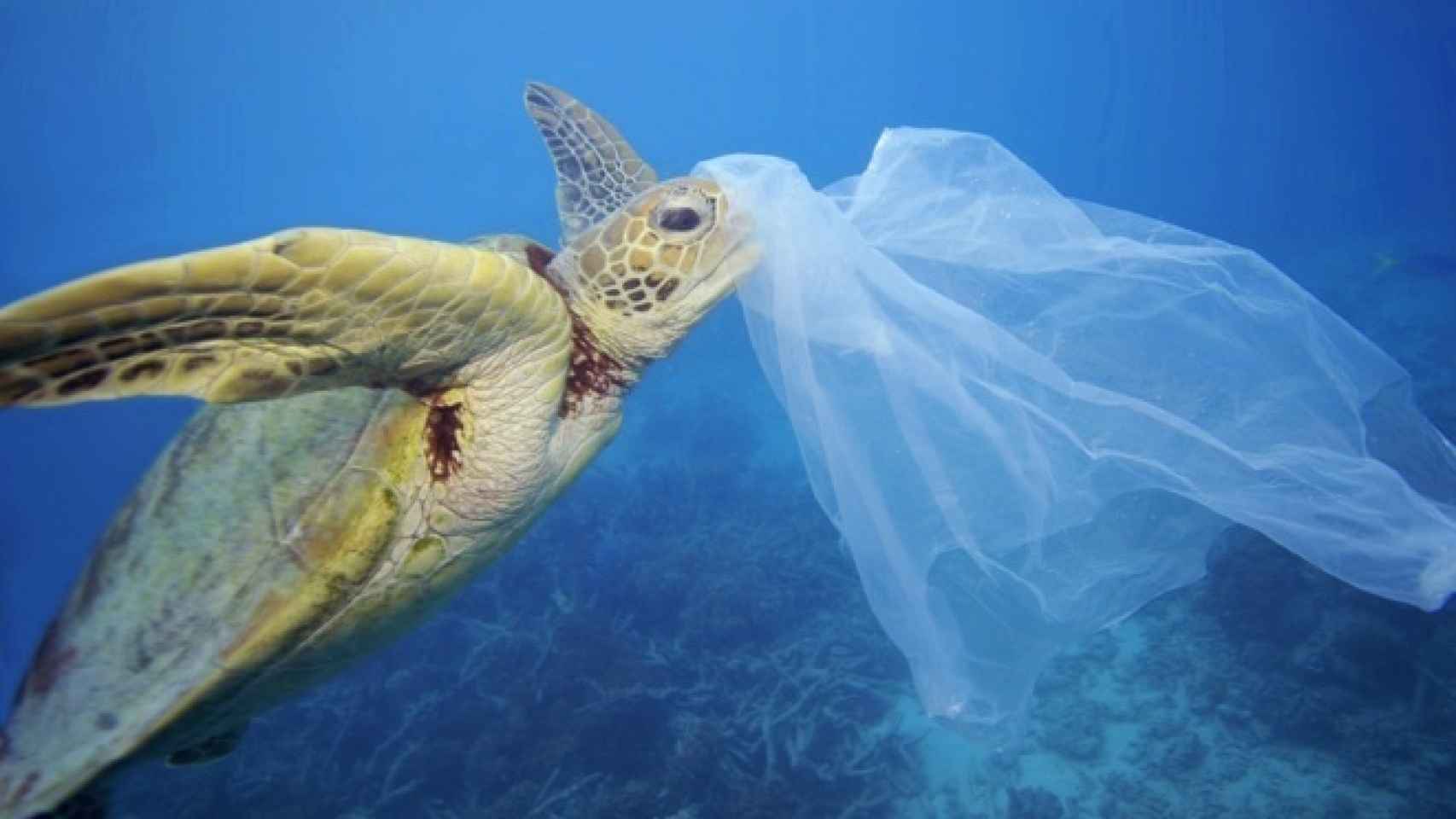 Una tortuga intenta comerse una bolsa de plástico al confundirla con comida.