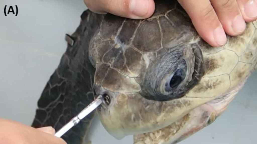La dolorosa extracción de la pajita de la fosa nasal de la tortuga.