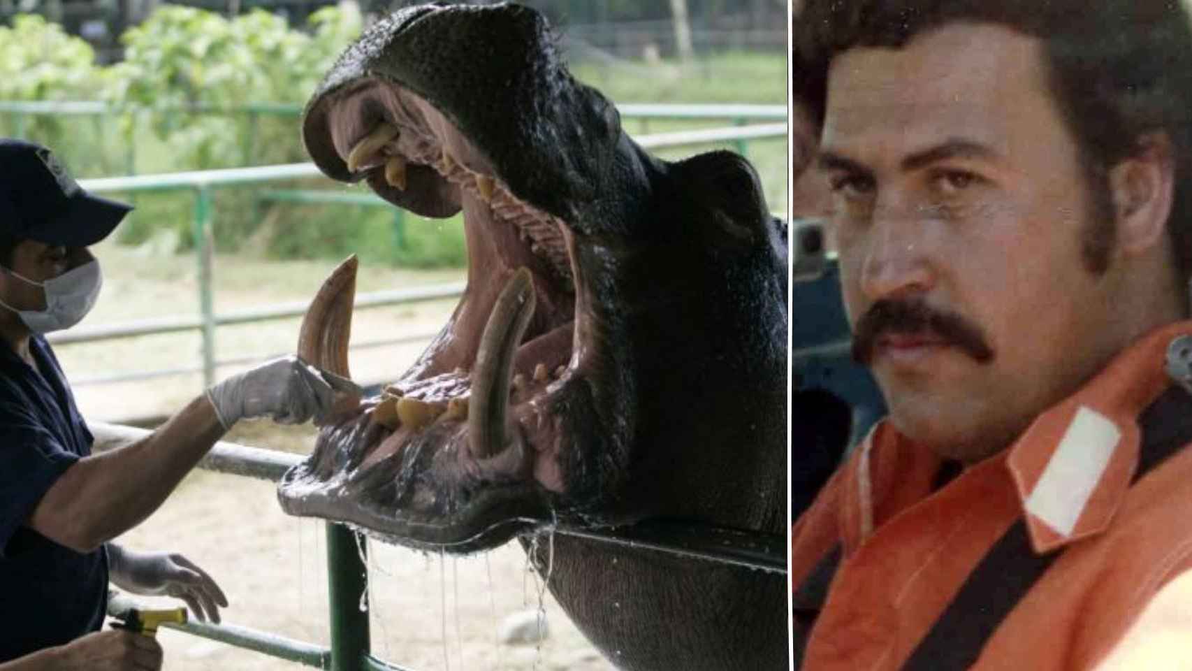 Los hipopótamos del narco Pablo Escobar son la peor especie invasora del mundo