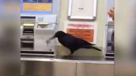 Este cuervo quiere sacar un billete de tren y todos queremos que lo consiga