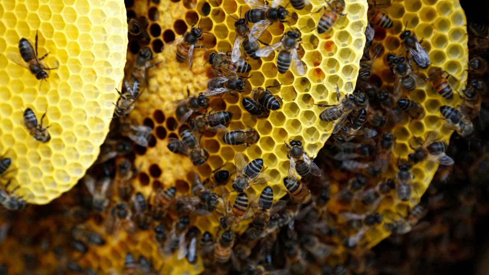 Una imagen de archivo de una colonia de abejas.