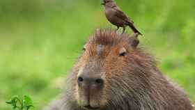 El capibara es uno de ellos.