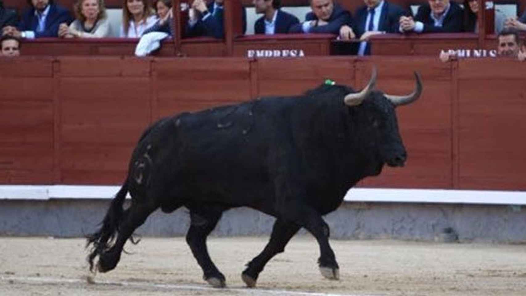El toro 'Hechizo'