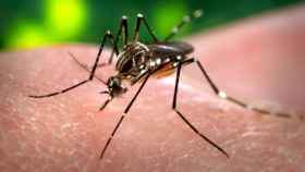 El 'Aedes aegypti' es el mosquito que transmite el virus del Zika.