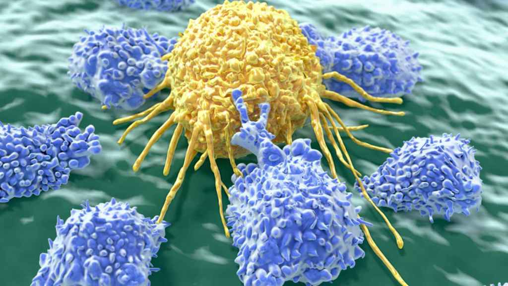 Unos linfocitos atacan a una célula cancerígena.