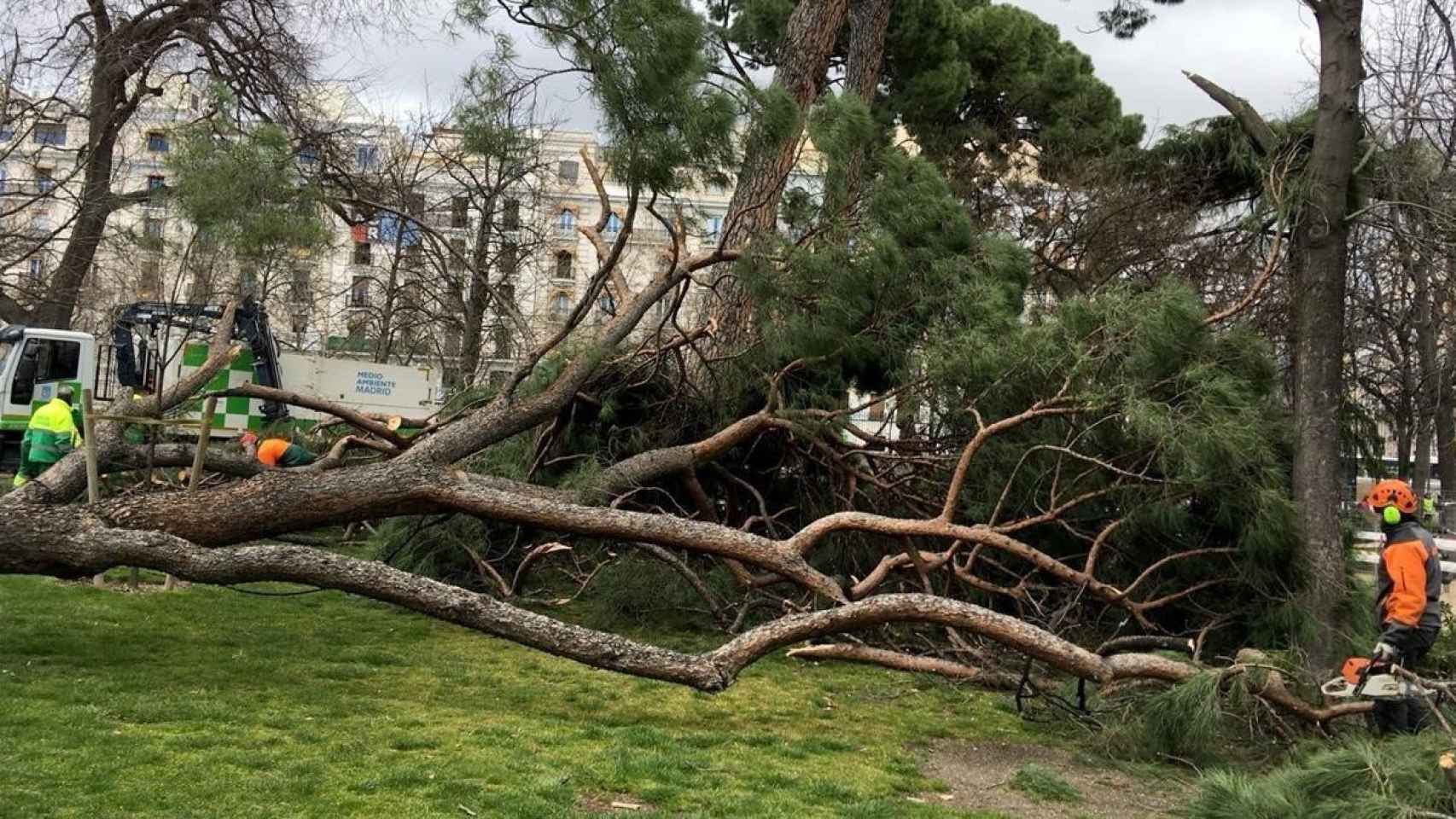 Operarios retirando uno de los árboles caídos en los meses anteriores.