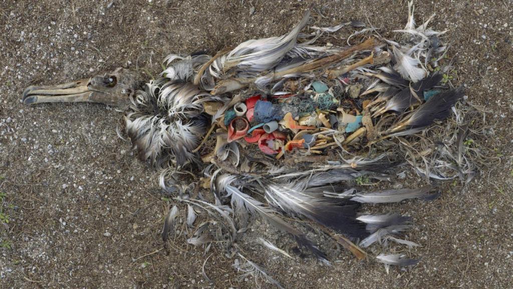 Un cepillo de dientes es parte del plástico en el estómago de este albatros muerto.