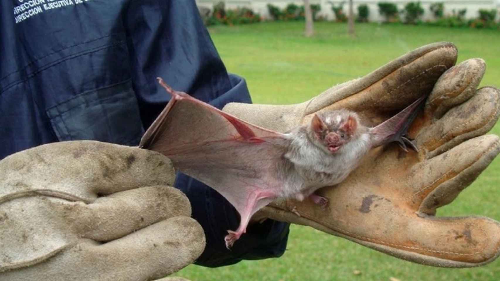 Imagen de uno de los ejemplares de murciélago vampiro.
