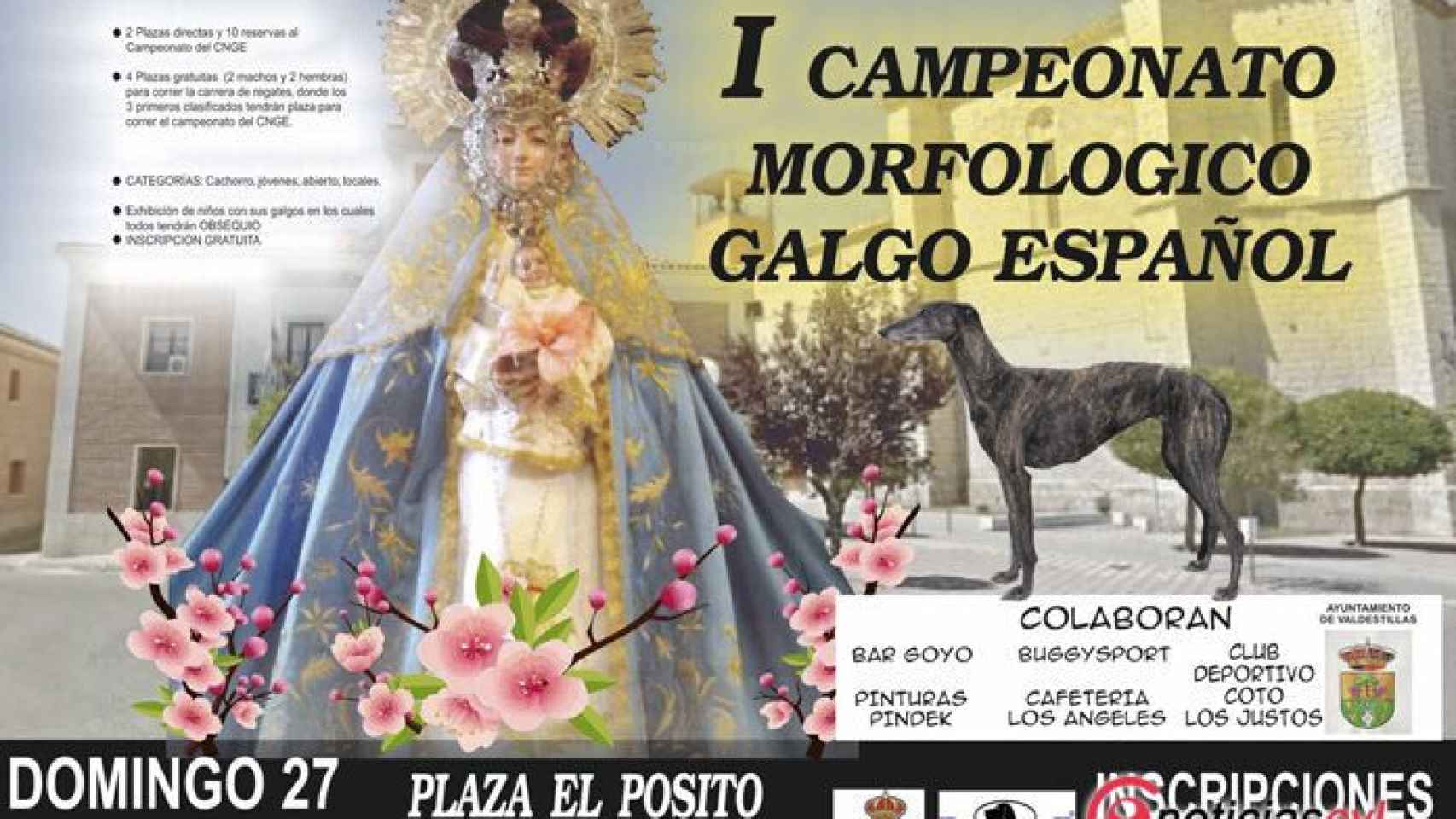 Valladolid-valdestillas-galgos-campeonato-morfologico