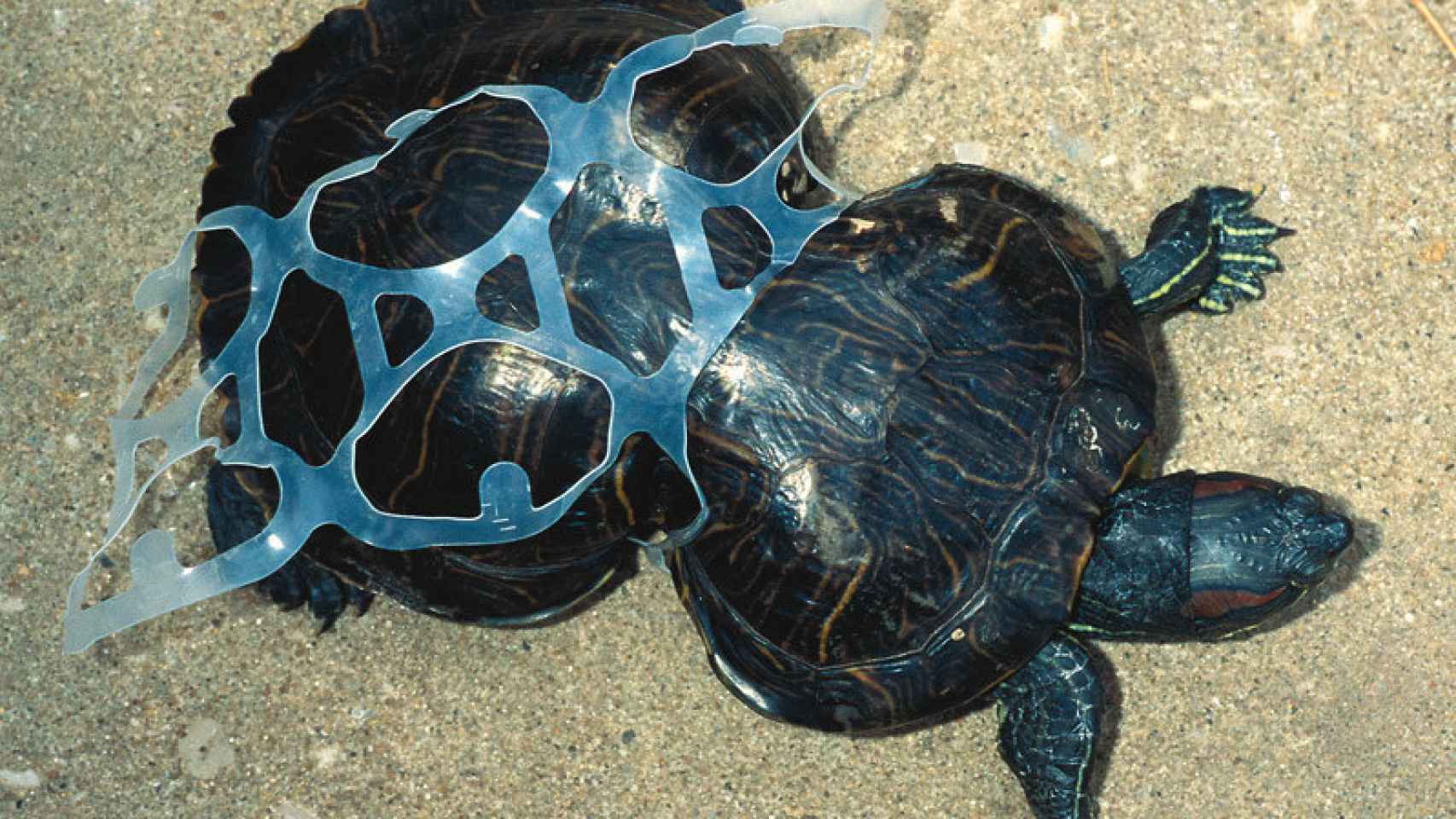 Plastic turtle.