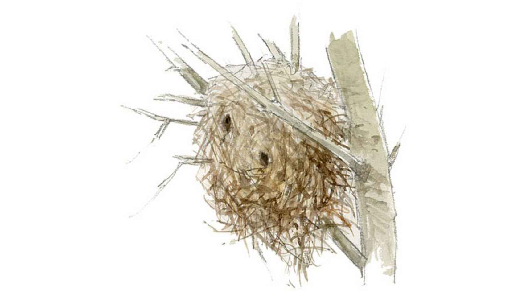 Ilustración de un nido de cotorra argentina.