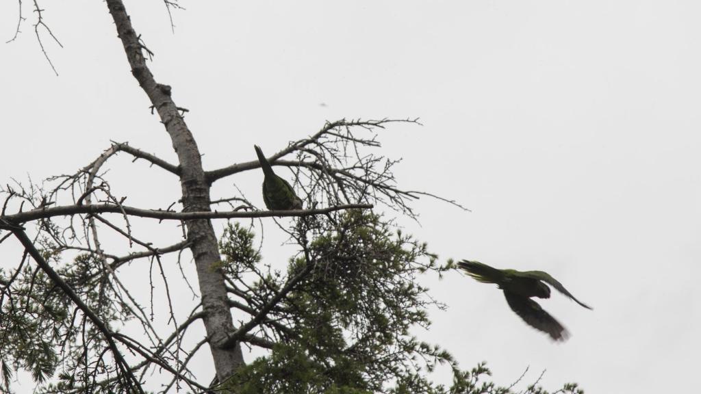 Cotorras argentinas alzan el vuelo en el parque Tierno Galván de Madrid.
