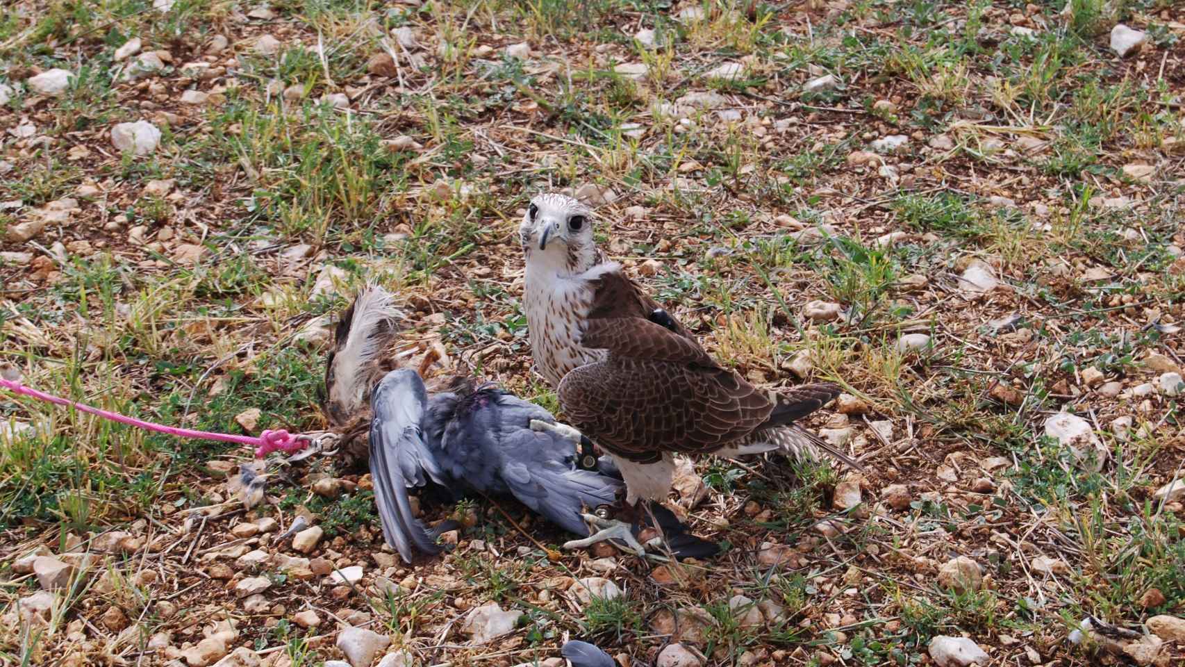 El halcón vuelve a tierra cuando el cetrero le enseña una presa. / Laura Chaparro.
