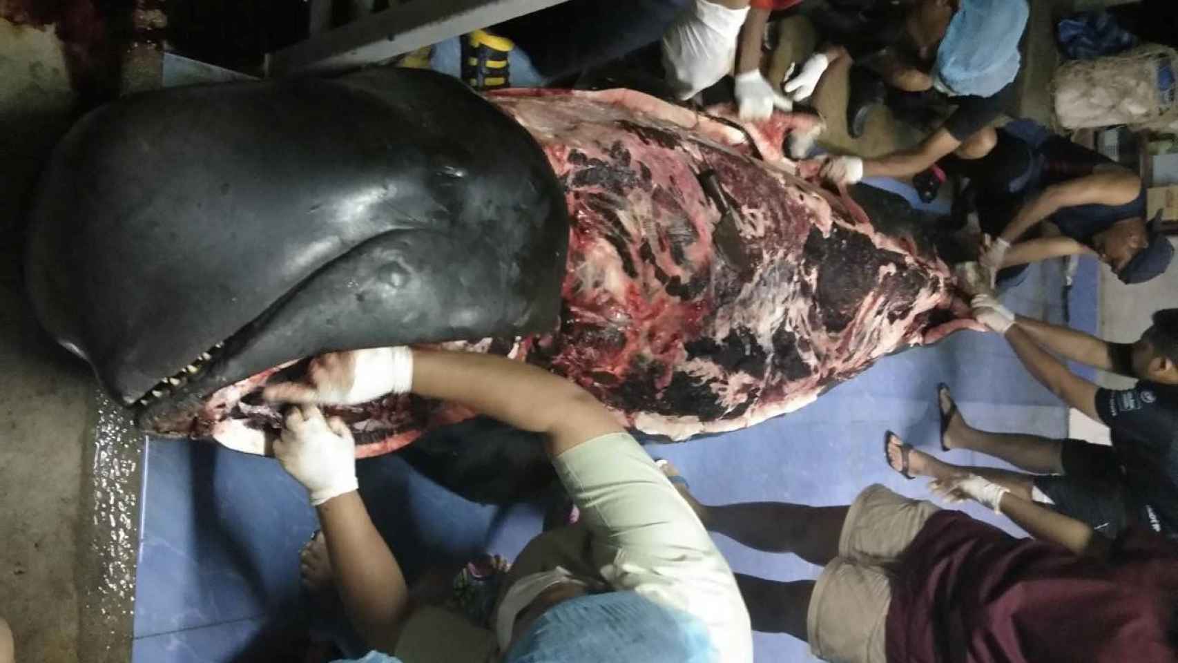 La autopsia a la desafortunada ballena.