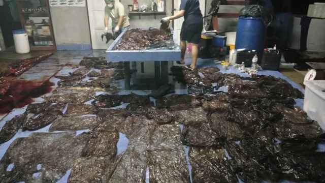 Las 80 bolsas de basura recuperadas del estómago de la ballena en Songkhla, Tailandia.